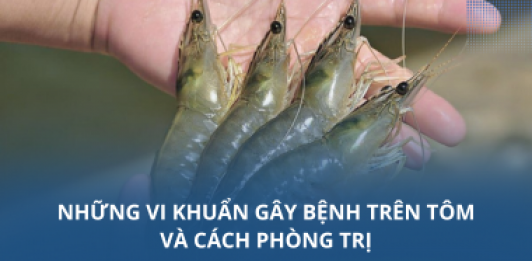 Những vi khuẩn gây bệnh trên tôm và cách phòng trị